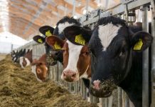 Як створити «розумну» ферму: автоматизація в птахівництві